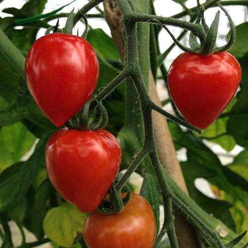 Tomato Tomatoberry